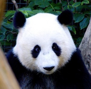 Zoo panda