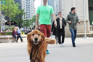 dog walking downtown