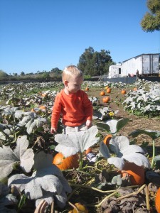 pumpkin patch